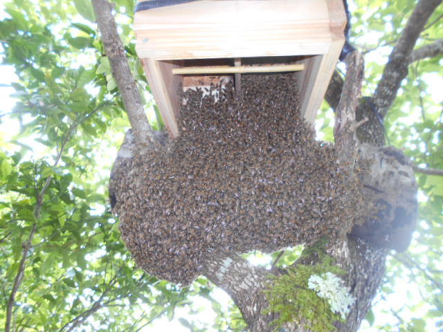 日本蜜蜂の販売 今春発送の先行予約  重箱式巣箱  蜂蜜 日本みつばち徳島塾の画像2