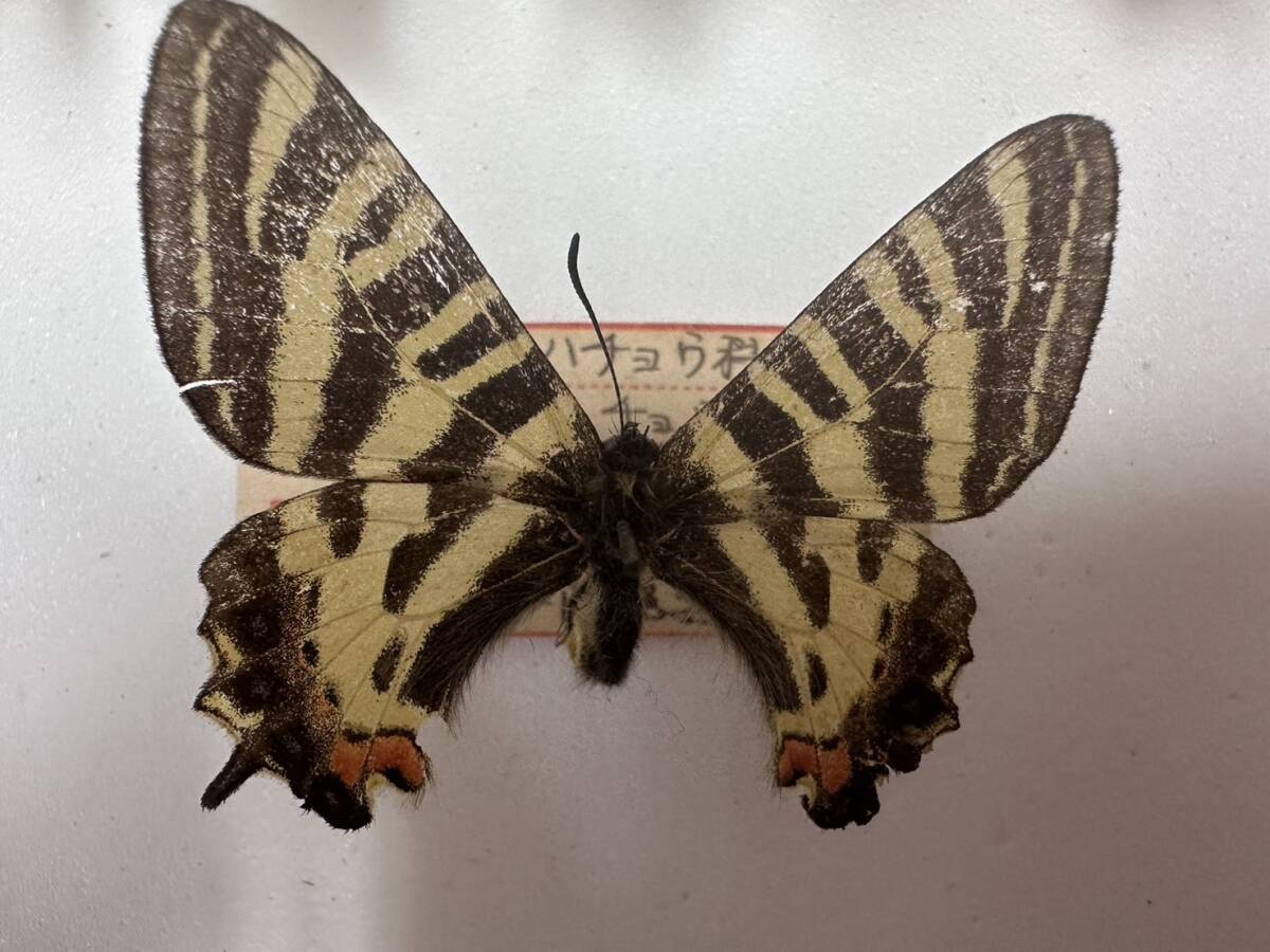 蝶標本 ヒメギフチョウ ① 岐阜県 高山市産 1♂ - 科学、自然 蝶標本 ヒメギフチョウ ① 岐阜県 高山市産 1♂ - 科学、自然