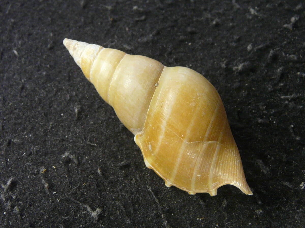 貝殻標本「ベンガルソデボラw/o（美!!）」の画像2