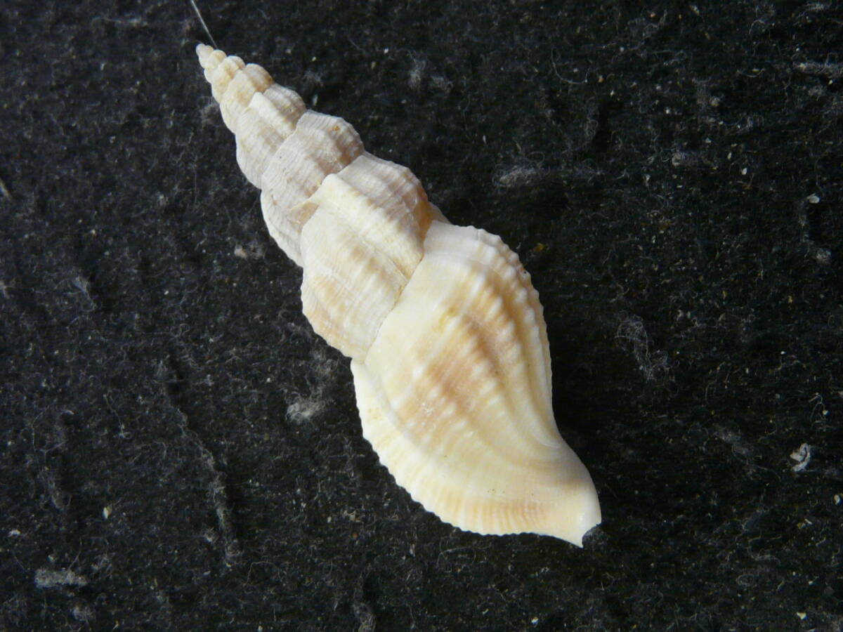 貝殻標本「ニヨリセコバイ（美!!）」の画像2