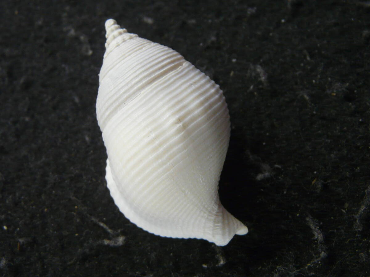 貝殻標本「トウサツムバイw/o（フォーム・極美!!）」の画像2