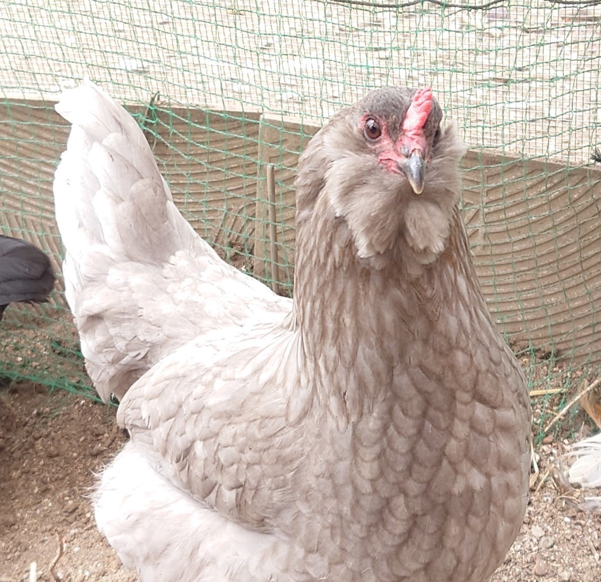 かわいいアローカナの美味しい有精卵5個 (おまけ1個)　食品　放し飼い_画像1