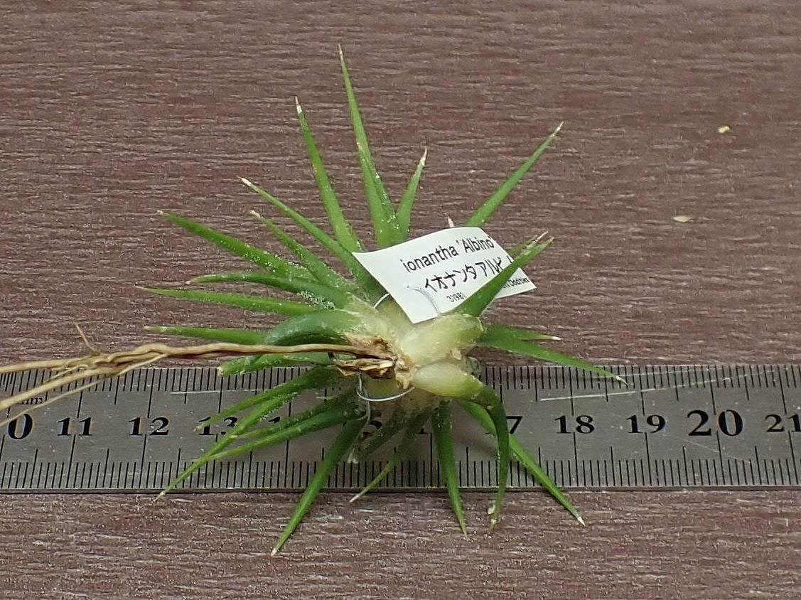 Tillandsia ionantha 'Albino'？ チランジア・イオナンタ アルビノ●エアプランツTI★第四種送料別途★税別1円～!!_画像2