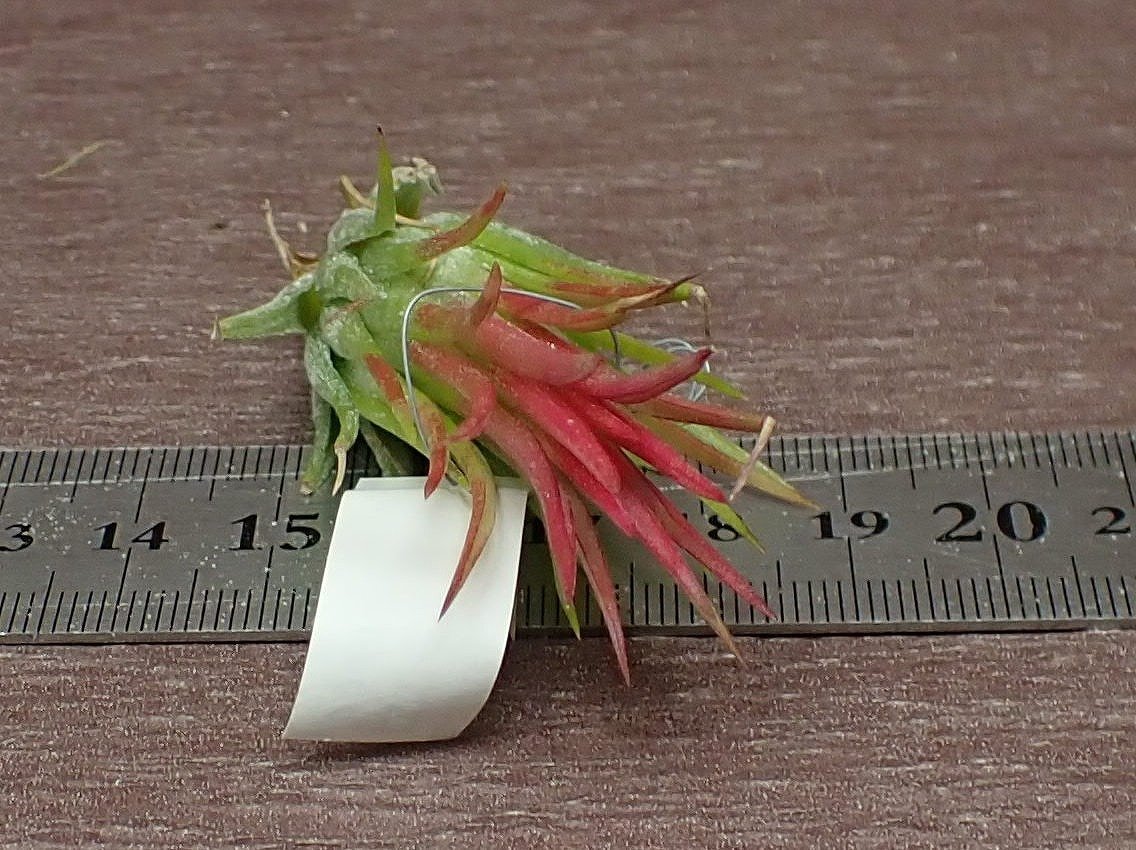 Tillandsia ionantha 'Fuego' チランジア・イオナンタ フエゴ■エアプランツDP★第四種送料別途★税別1円～!!_画像3