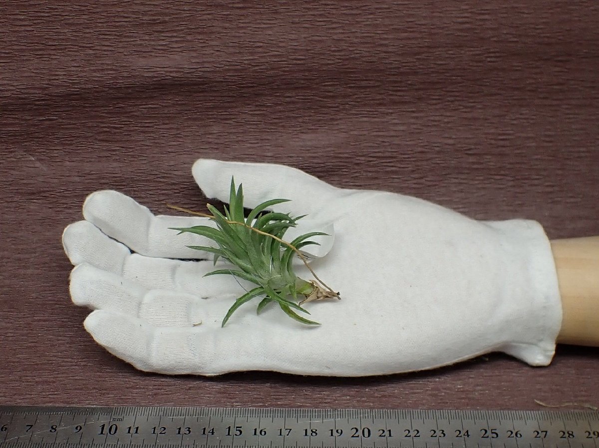 Tillandsia neglecta 'Giant' チランジア・ネグレクタ ジャイアント●エアプランツTI★第四種送料別途★税別1円～!!_画像1