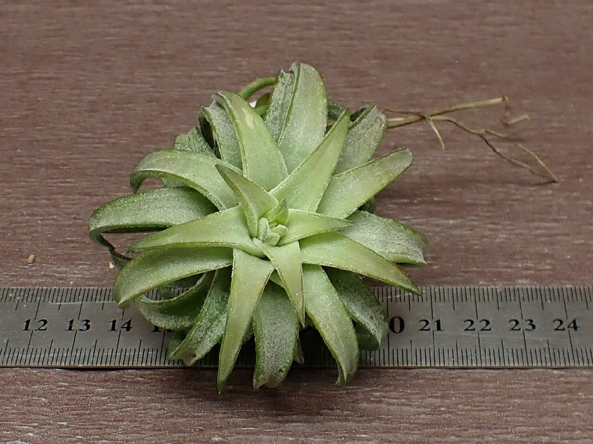 Tillandsia ionantha v.vanhyningii チランジア・イオナンタ バンハイニンギー★エアプランツKK★第四種送料別途★税別1円～!!_画像3