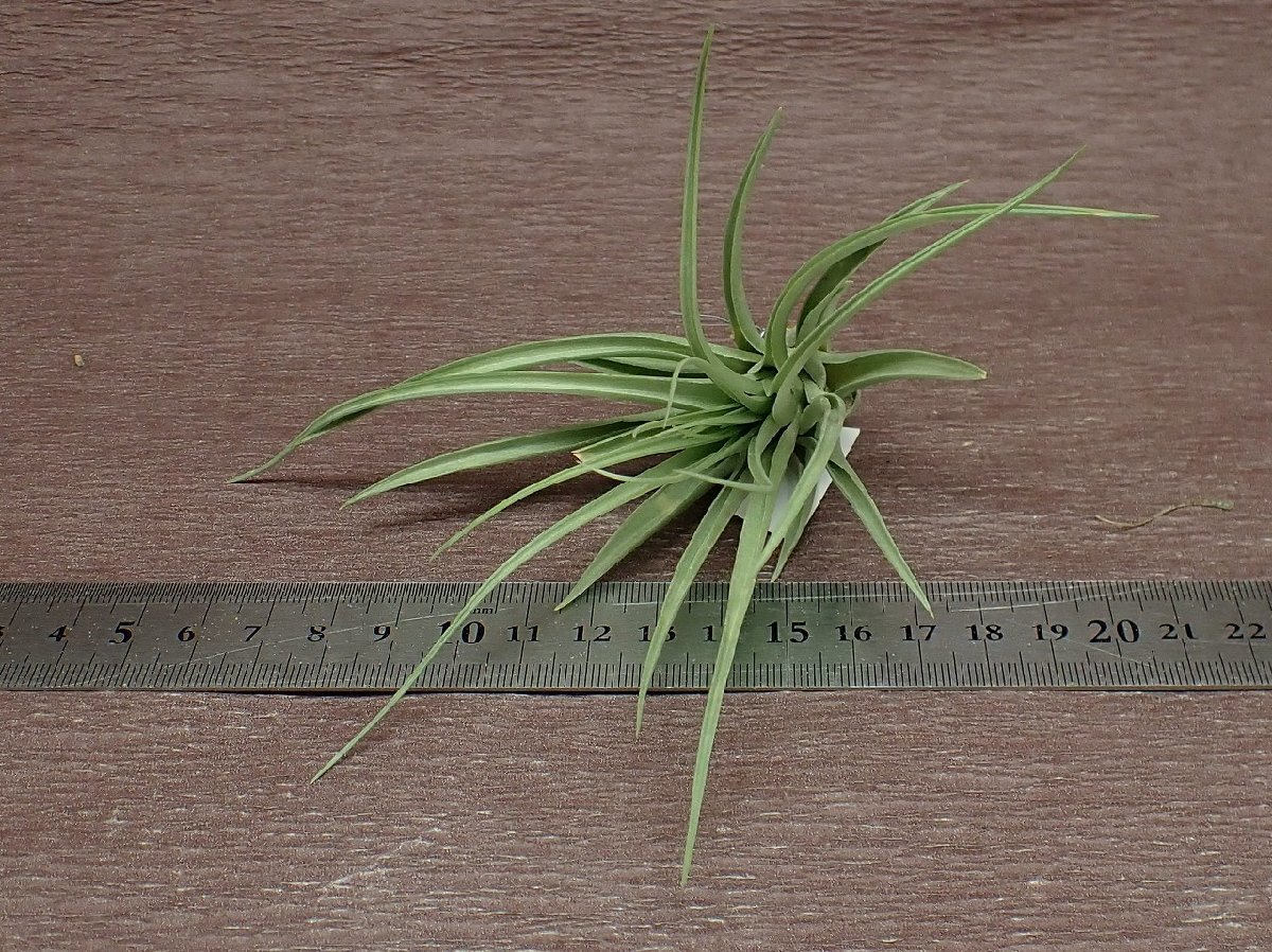 Tillandsia stricta 'Pink Bronze' チランジア・ストリクタ ピンクブロンズ★エアプランツTI★第四種送料別途★税別1円～!!_画像3