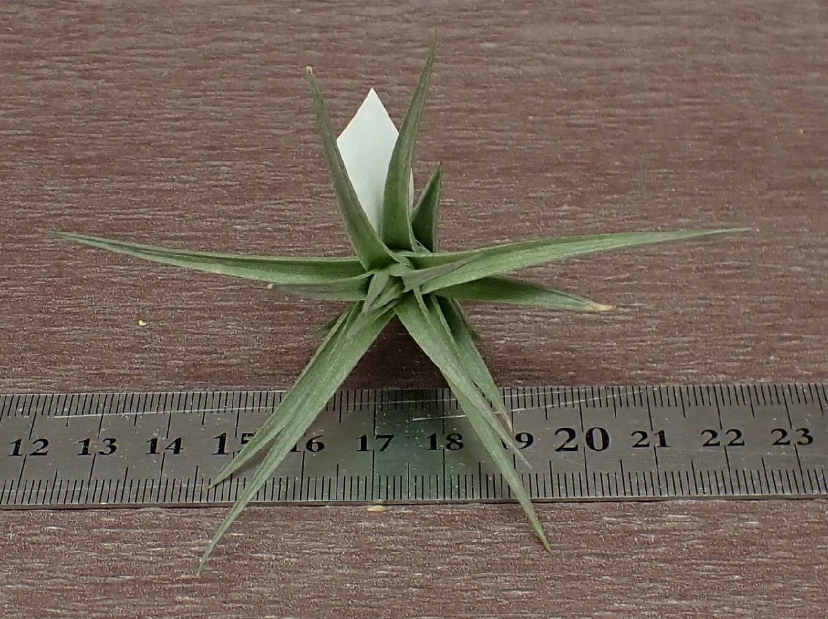 Tillandsia aeranthos Hybrid チランジア・アエラントス ハイブリッド●エアプランツDF★第四種送料別途★税別1円～!!_画像3