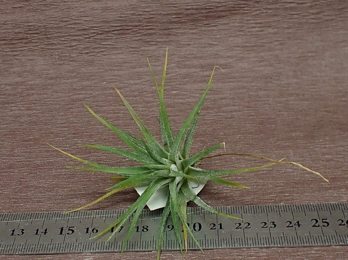 Tillandsia ionantha チランジア・イオナンタ■エアプランツSE★第四種送料別途★税別1円～!!_画像3