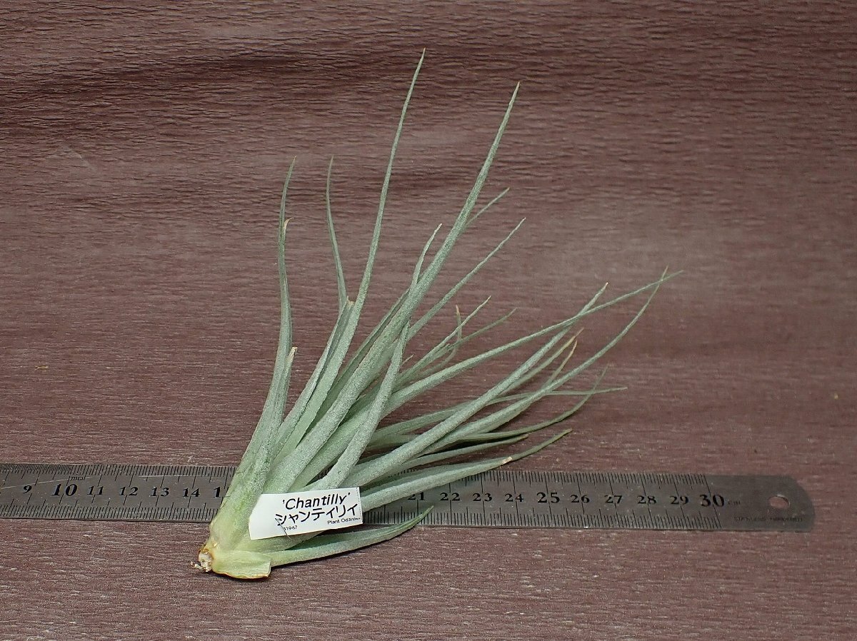 Tillandsia 'Chantilly' チランジア シャンティリイ★エアプランツTI★第四種送料別途★税別1円～!!_画像2