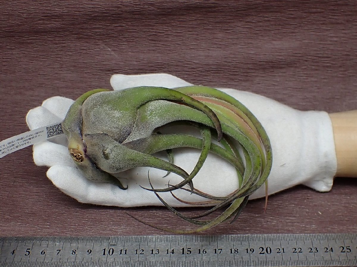 Tillandsia selerianachi Ran jia* selection rear na* air plant EP* no. four kind postage extra .* tax not included 1 jpy ~!!