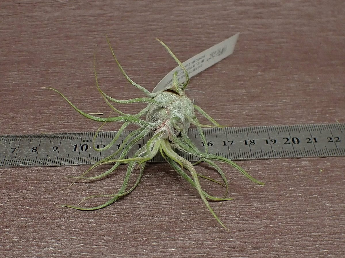 Tillandsia pruinosa Guatemala チランジア・プルイノーサ グアテマラ●エアプランツEP★第四種送料別途★税別1円～!!_画像3