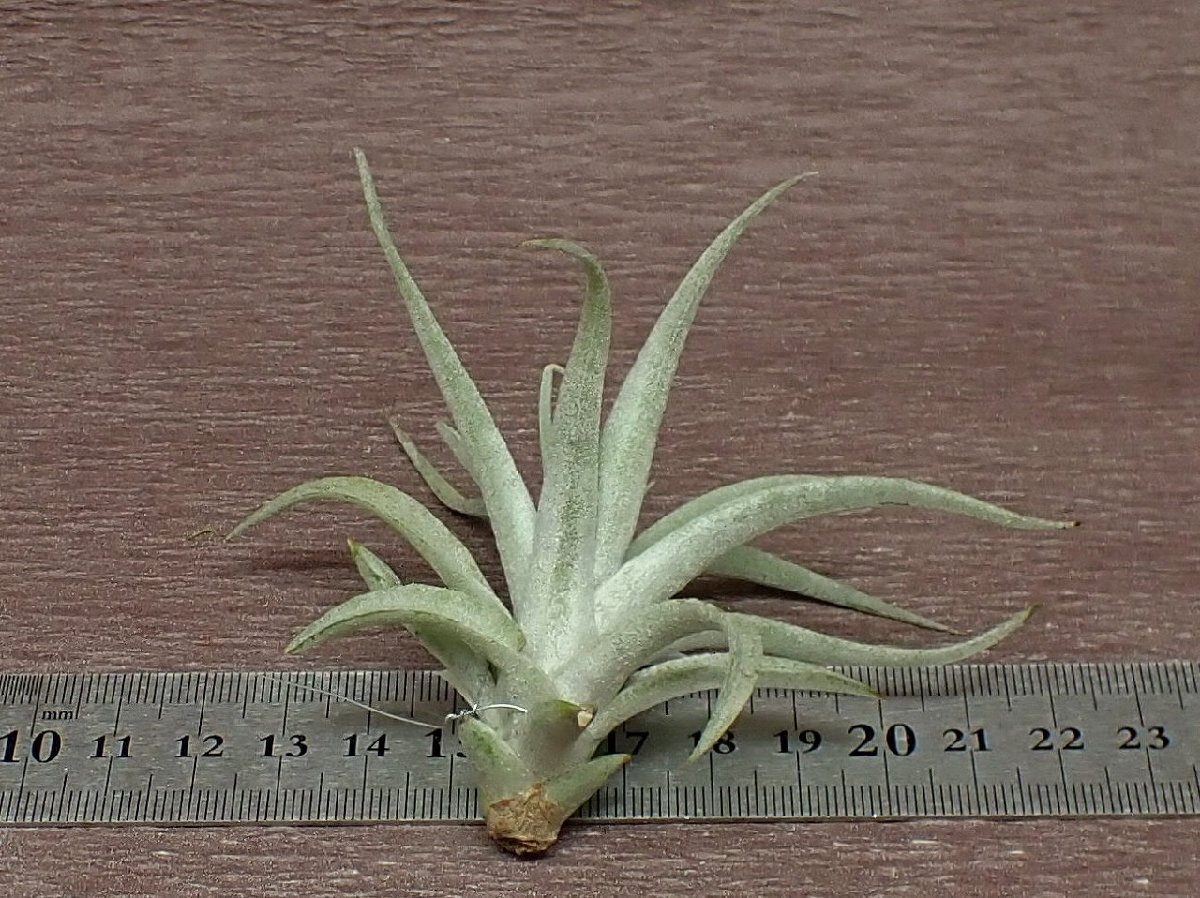 Tillandsia harrisii チランジア・ハリシー●エアプランツCO★第四種送料別途★税別1円～!!_画像2