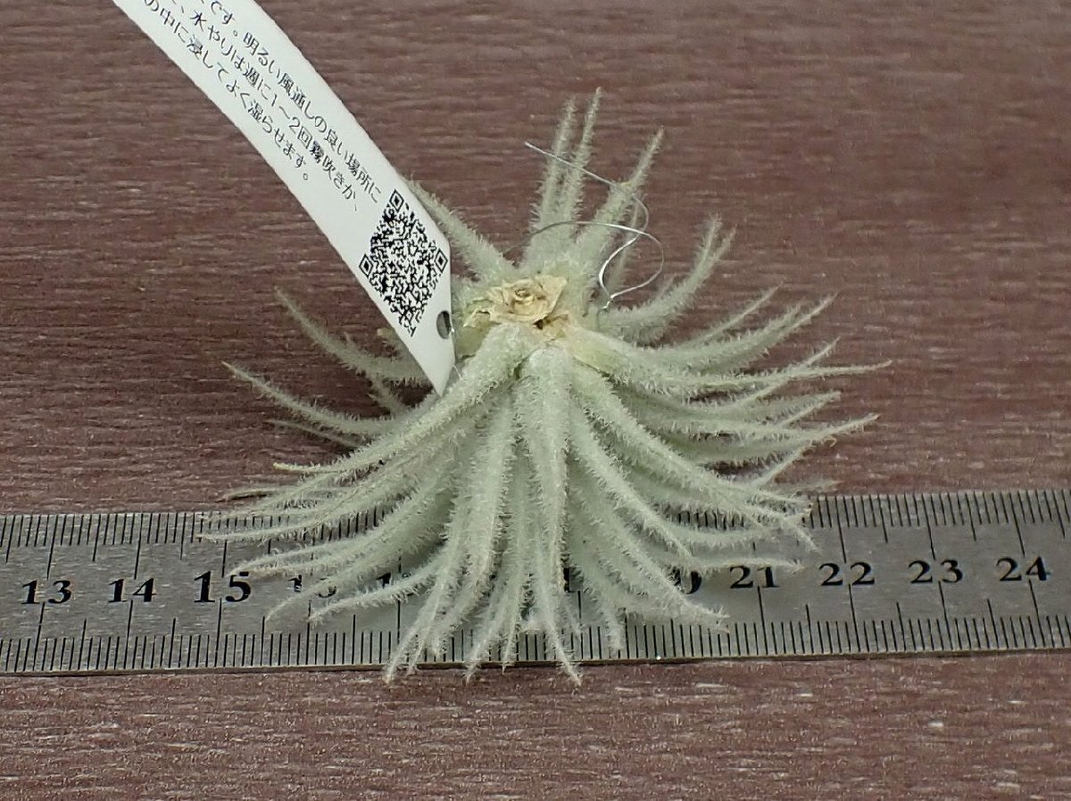 Tillandsia tectorumchi Ran jia* tech tiger m* air plant EP* no. four kind postage extra .* tax not included 1 jpy ~!!