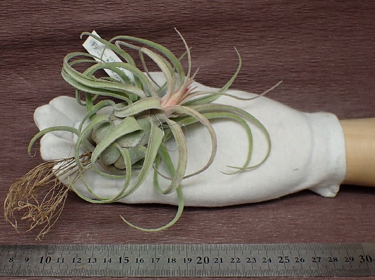 Tillandsia seleriana Hybridchi Ran jia* selection задний na hybrid * воздушный растения EP* no. 4 вид доставка отдельно .* без налогов 1 иен ~!!