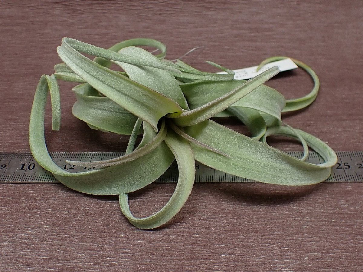 Tillandsia \'Curly Slim\'chi Ran jia car lease rim * air plant EP* no. four kind postage extra .* tax not included 1 jpy ~!!
