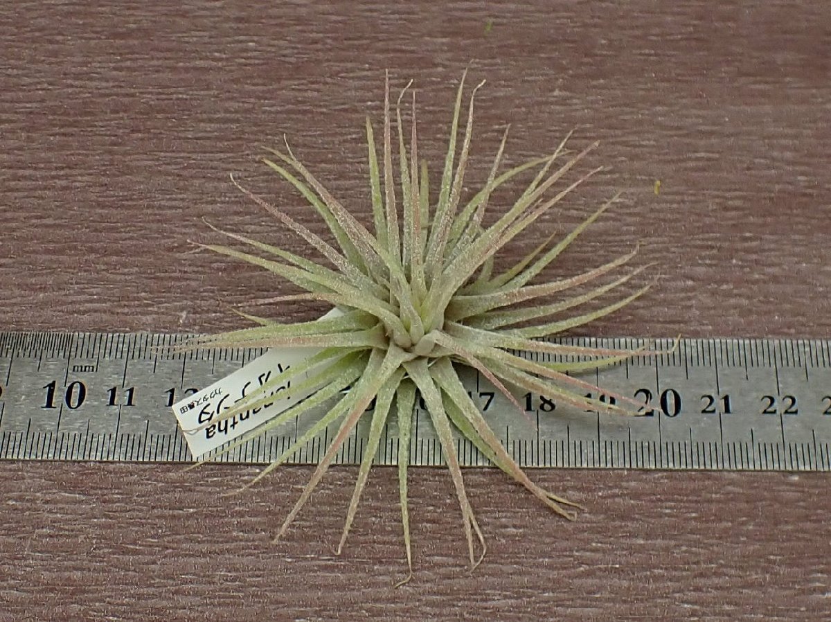 Tillandsia ionantha チランジア・イオナンタ■エアプランツCO★第四種送料別途★税別1円～!!_画像3