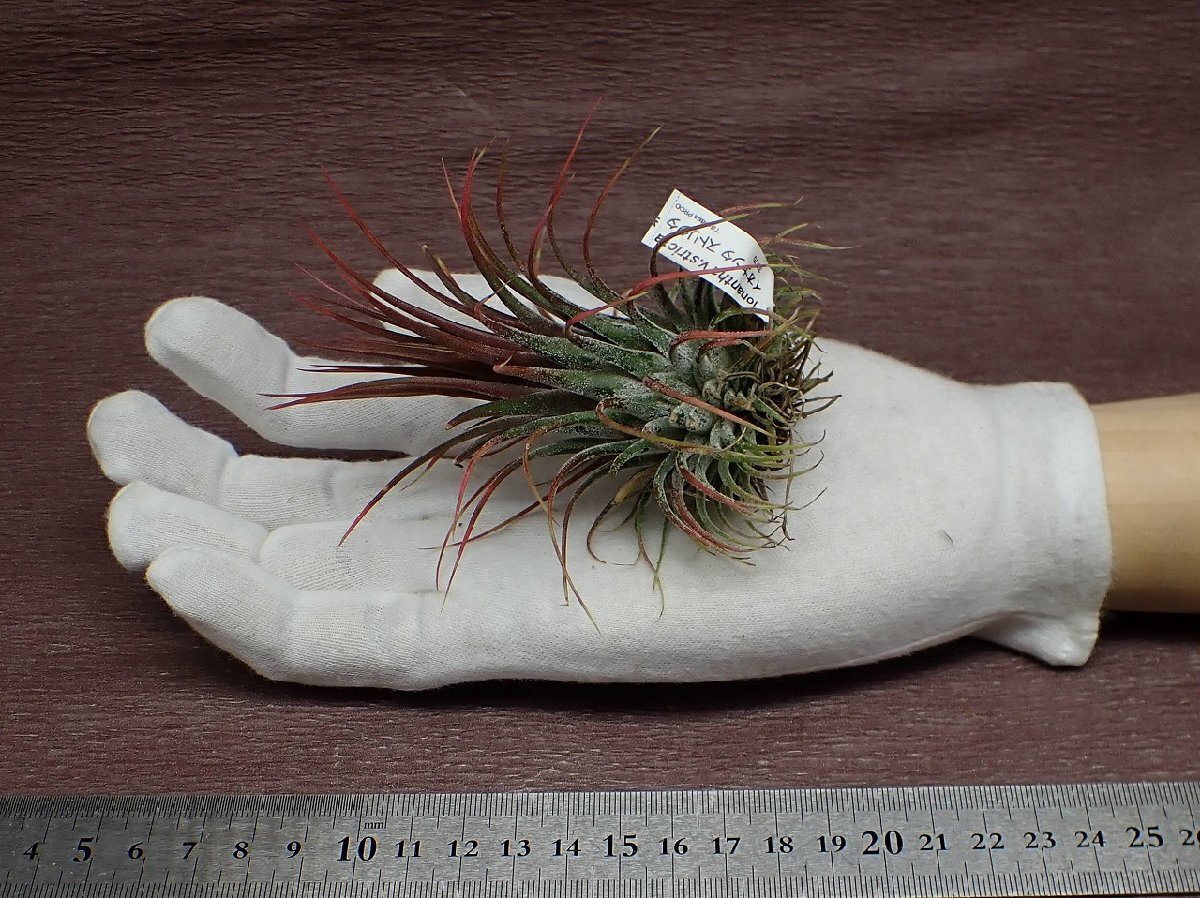 Tillandsia ionantha v.strictachi Ran jia* Io наан ta -тактный likta# воздушный растения PR* no. 4 вид доставка отдельно .* без налогов 1 иен ~!!