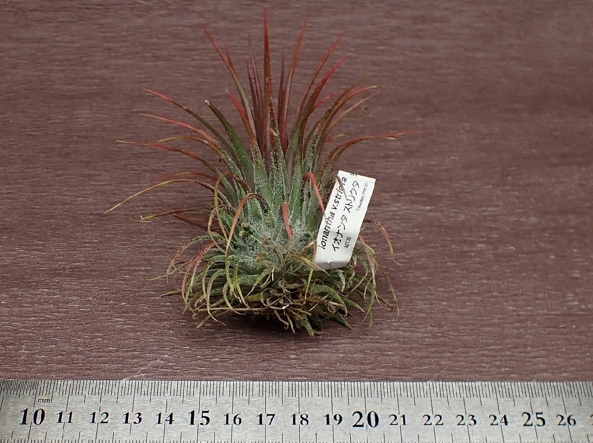 Tillandsia ionantha v.strictachi Ran jia* Io наан ta -тактный likta# воздушный растения PR* no. 4 вид доставка отдельно .* без налогов 1 иен ~!!