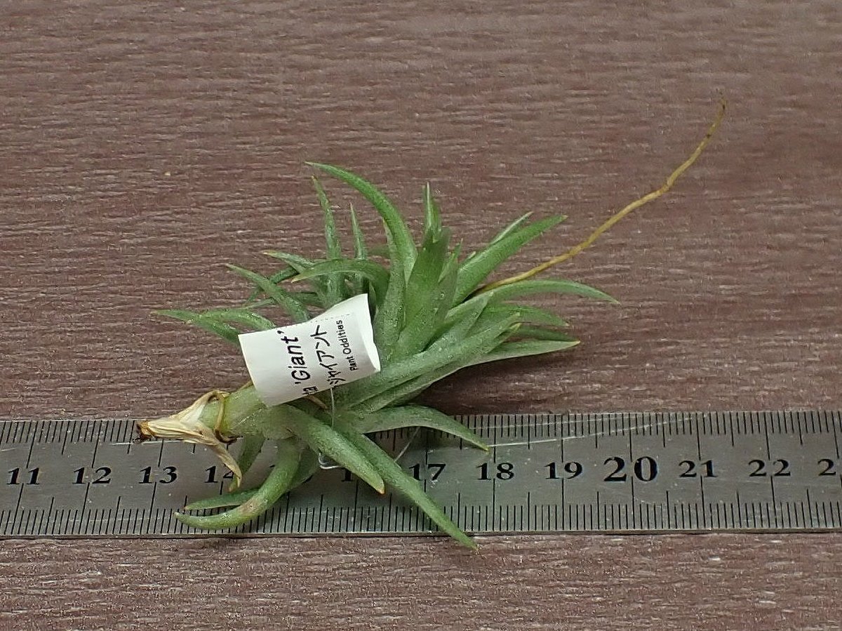 Tillandsia neglecta 'Giant' チランジア・ネグレクタ ジャイアント●エアプランツTI★第四種送料別途★税別1円～!!_画像2