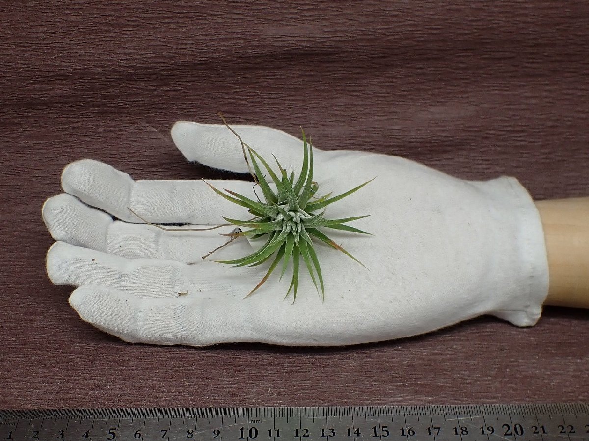 Tillandsia ionantha チランジア・イオナンタ■エアプランツSE★第四種送料別途★税別1円～!!_画像1