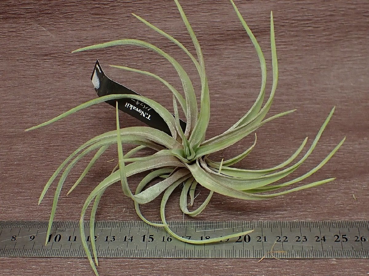 Tillandsia novakii チランジア・ノバキー★エアプランツEP★第四種送料別途★税別1円～!!_画像3