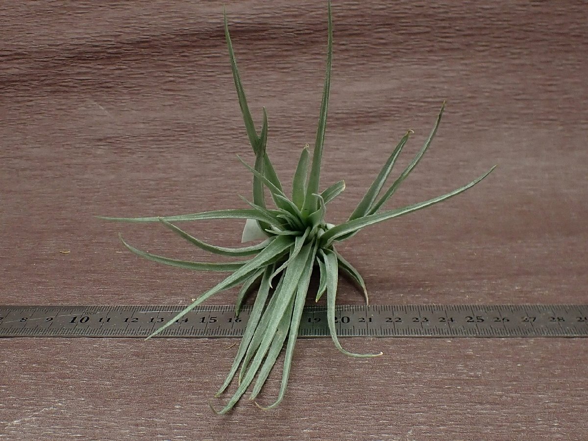 Tillandsia 'Chantilly' チランジア シャンティリイ★エアプランツTI★第四種送料別途★税別1円～!!_画像3