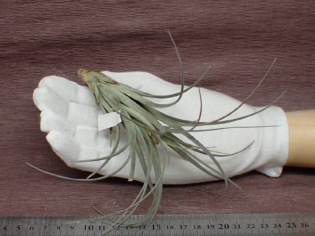 Tillandsia paraibensis? チランジア・パライベンシス★エアプランツBS★第四種送料別途★税別1円～!!_画像1