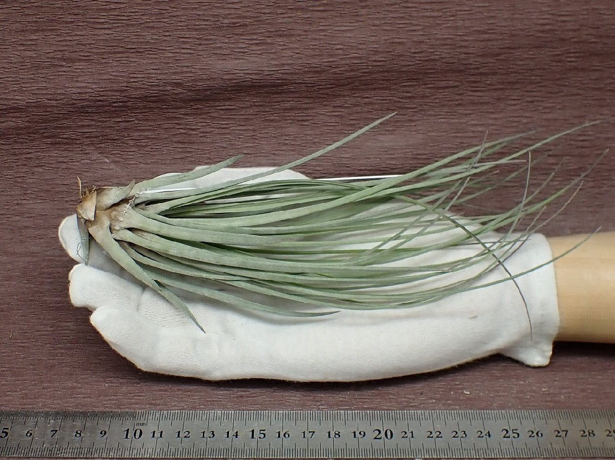 Tillandsia trelawniensischi Ran jia*tore low niensis* air plant TR* no. four kind postage extra .* tax not included 1 jpy ~!!