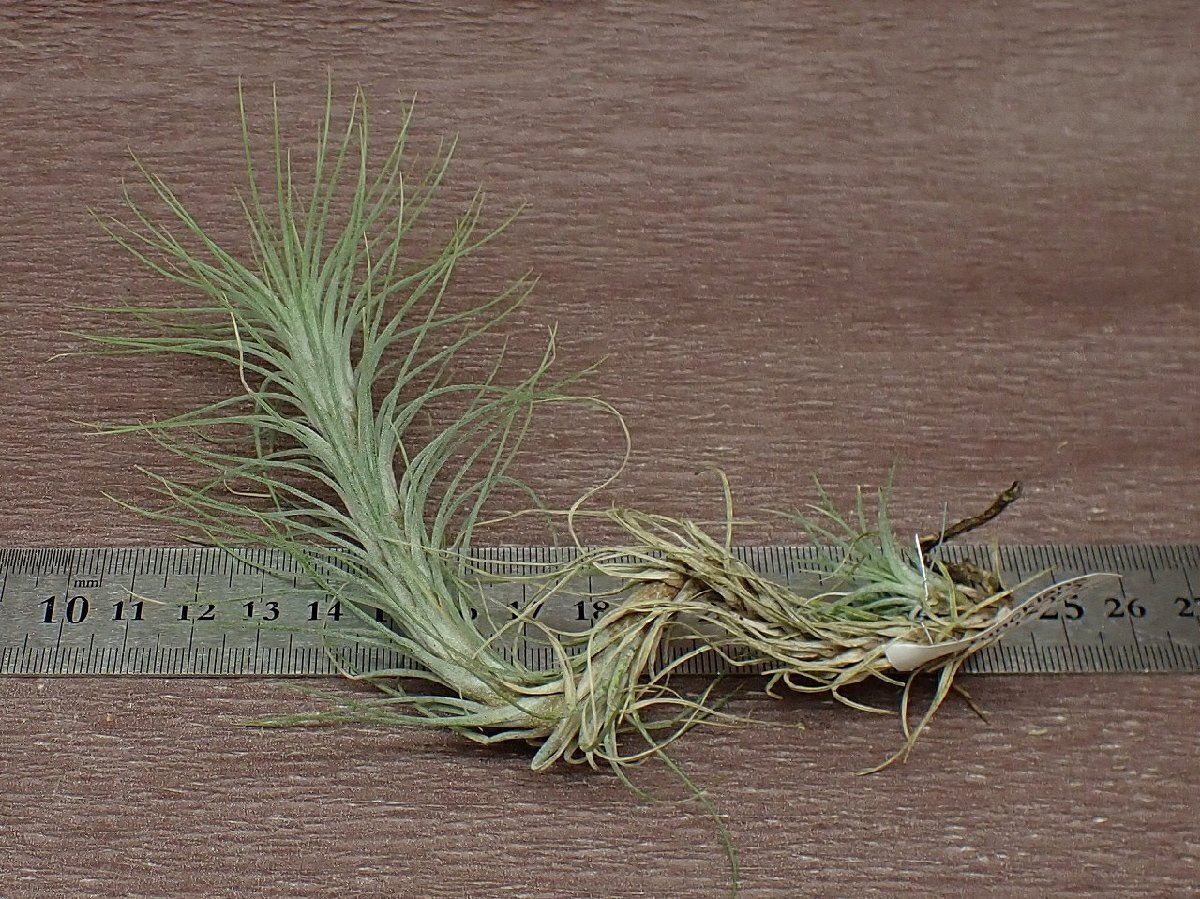 Tillandsia funckiana チランジア・フンキアナ●エアプランツKK★第四種送料別途★税別1円～!!_画像2