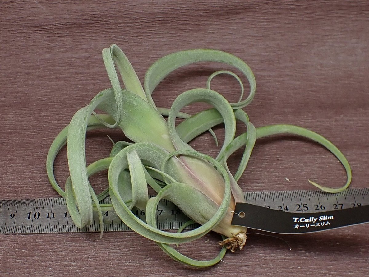 Tillandsia \'Curly Slim\'chi Ran jia car lease rim * air plant EP* no. four kind postage extra .* tax not included 1 jpy ~!!