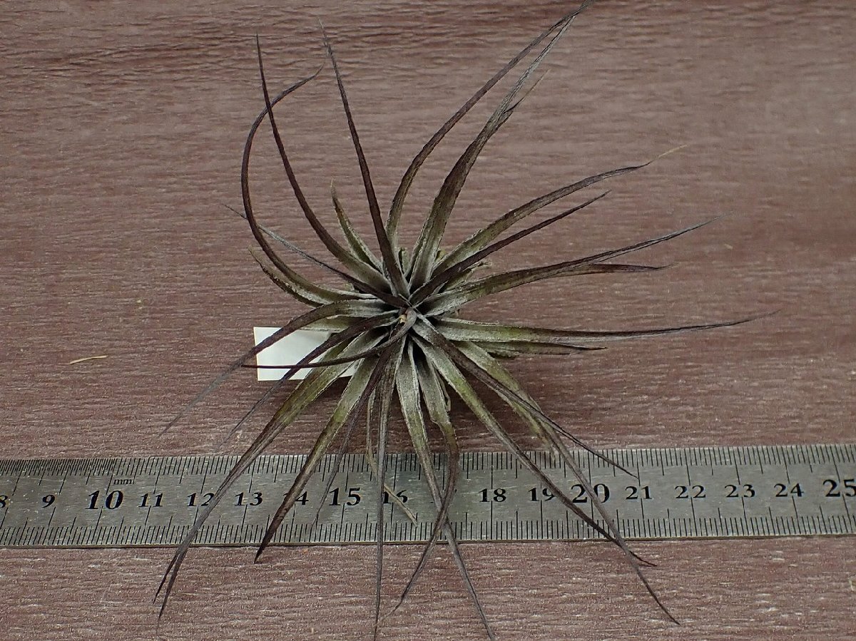 Tillandsia stricta 'Magenta' チランジア・ストリクタ マゼンタ★エアプランツBS★第四種送料別途★税別1円～!!_画像3