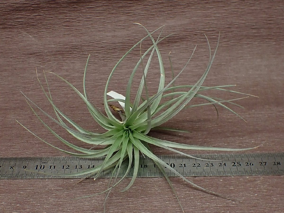 Tillandsia stricta 'Violet' チランジア・ストリクタ バイオレット★エアプランツTI★第四種送料別途★税別1円～!!_画像3