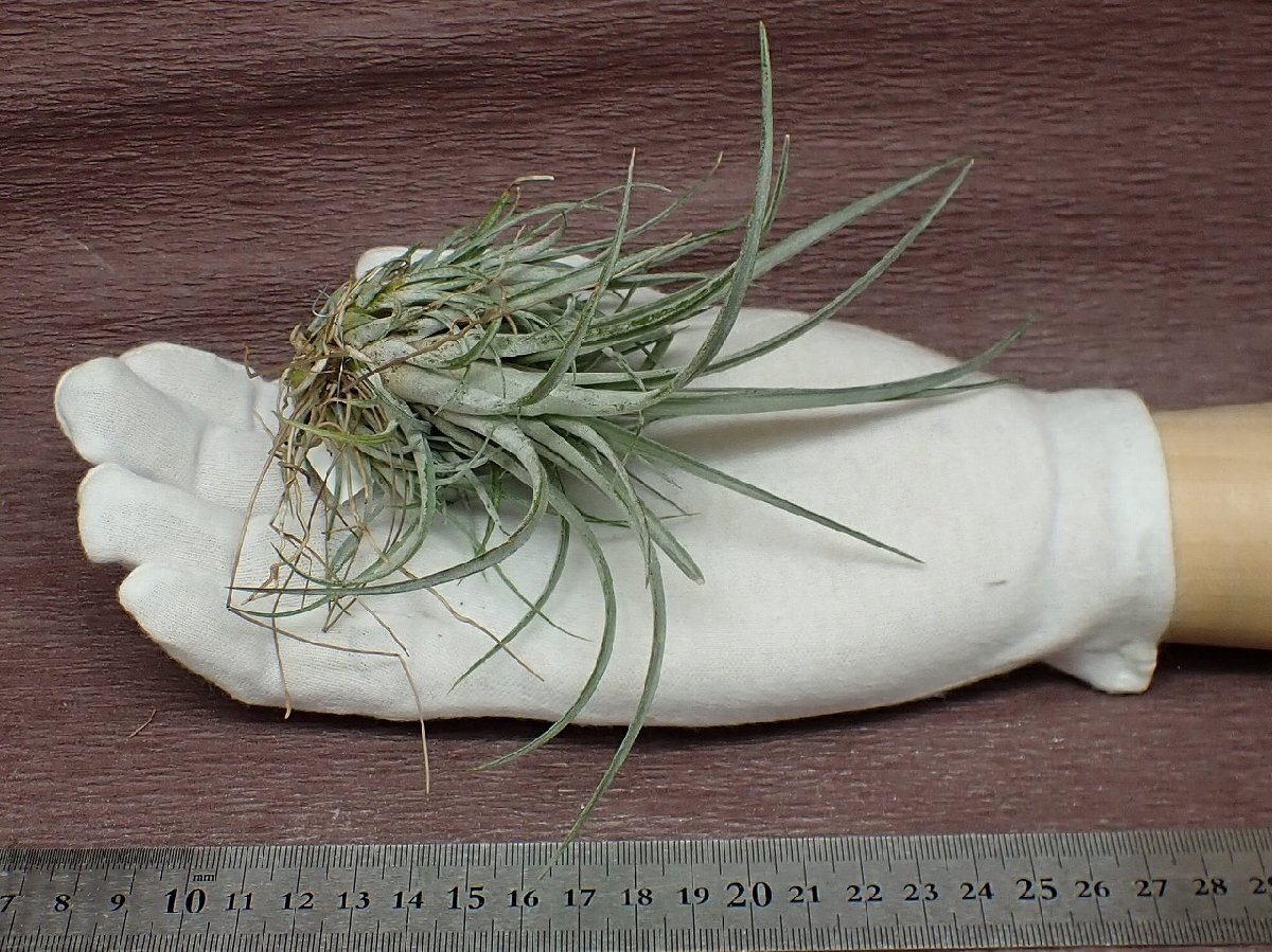 Tillandsia pringleichi Ran jia*p ring Ray * air plant TI* no. four kind postage extra .* tax not included 1 jpy ~!!