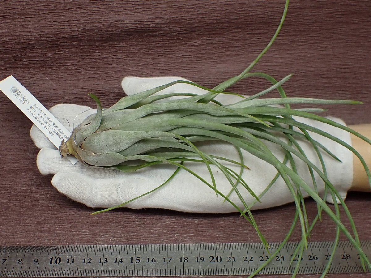 Tillandsia paraensischi Ran jia*palaensis* air plant EP* no. four kind postage extra .* tax not included 1 jpy ~!!