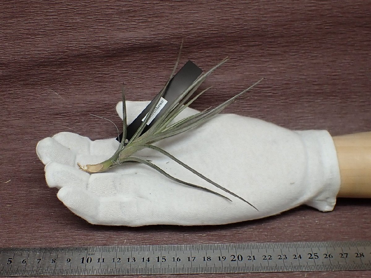 Tillandsia dorotheaechi Ran jia*doroteae* air plant EP* no. four kind postage extra .* tax not included 1 jpy ~!!