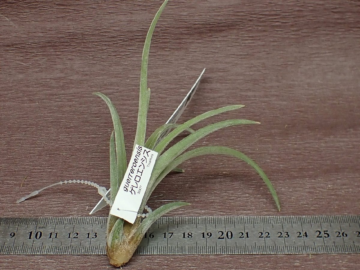 Tillandsia guerreroensischi Ran jia*gere Roen sis* air plant TR* no. four kind postage extra .* tax not included 1 jpy ~!!