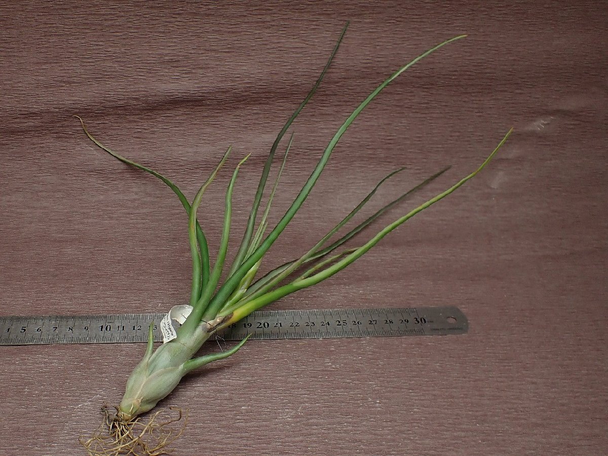 Tillandsia \'Hawaiian Wiggle\'chi Ran jia Hawaiian wigru* воздушный растения JD* no. 4 вид доставка отдельно .* без налогов 1 иен ~!!