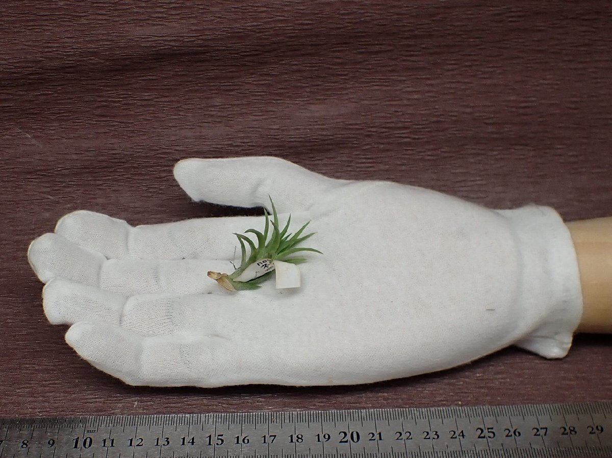 Tillandsia neglecta 26 チランジア・ネグレクタ■エアプランツTI★第四種送料別途★税別1円～!!の画像1