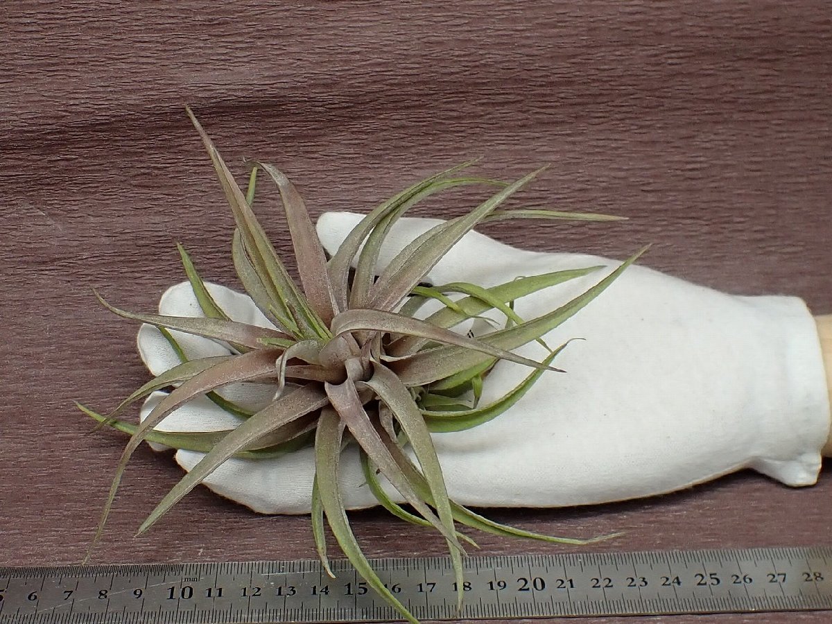 Tillandsia novakii チランジア・ノバキー★エアプランツDF★第四種送料別途★税別1円～!!_画像1