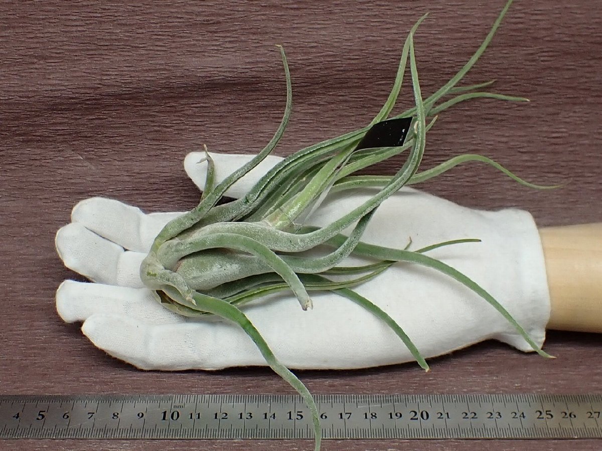 Tillandsia caput-medusae チランジア・カプトメデューサエ★エアプランツEP★第四種送料別途★税別1円～!!_画像1