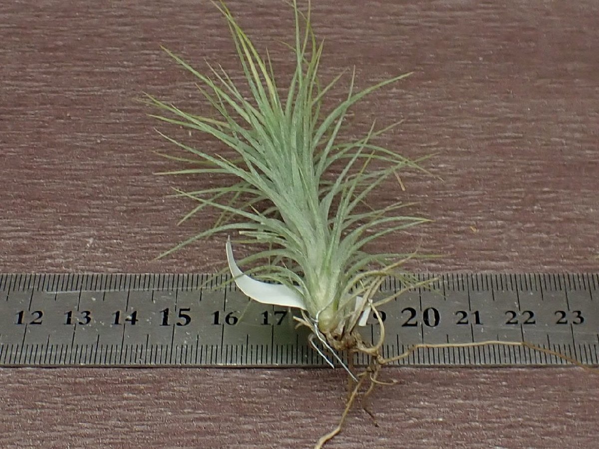 Tillandsia funckiana チランジア・フンキアナ■エアプランツSE★第四種送料別途★税別1円～!!_画像2