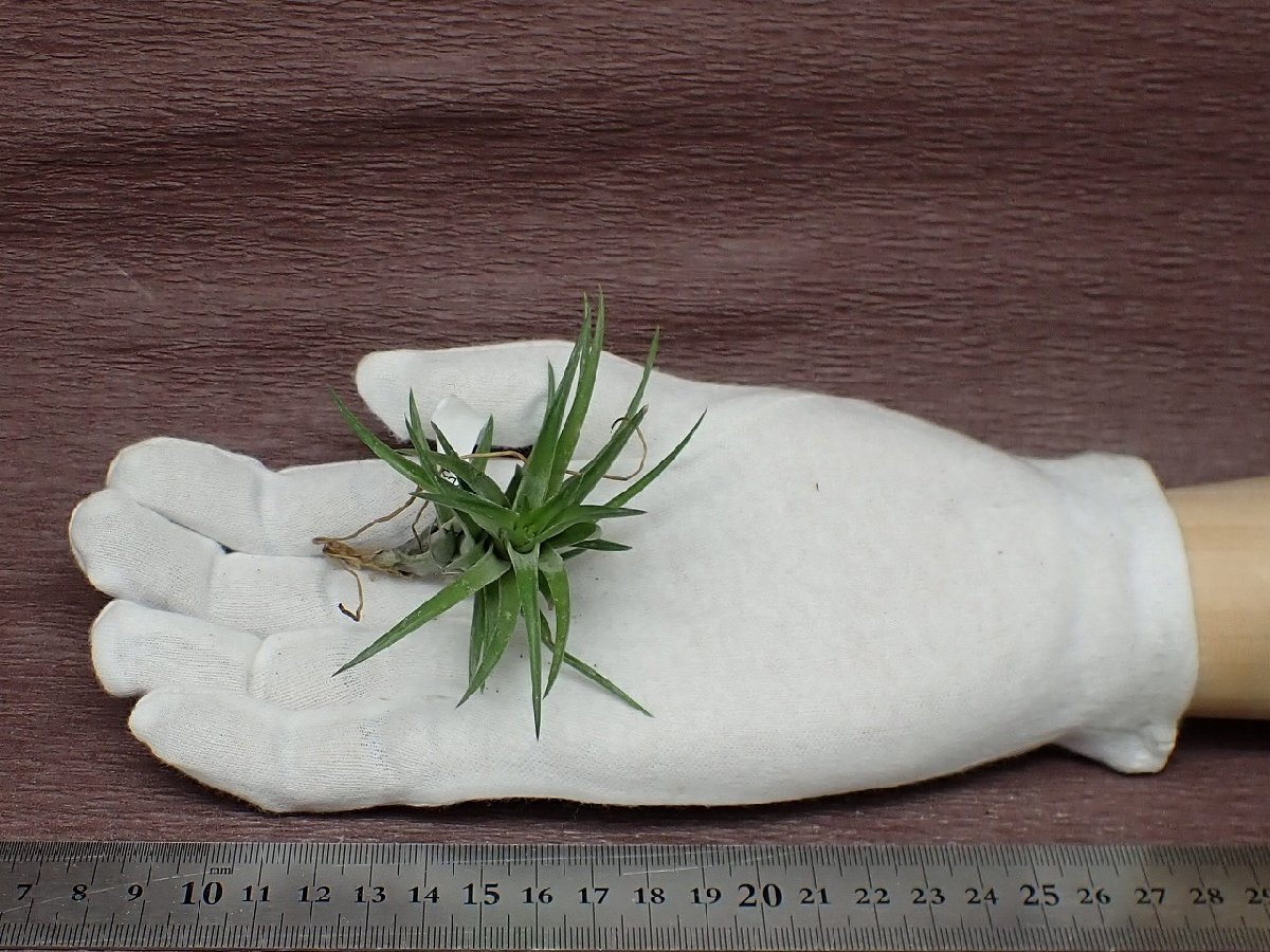 Tillandsia neglecta 'Giant' チランジア・ネグレクタ ジャイアント●エアプランツTI★第四種送料別途★税別1円～!!_画像1