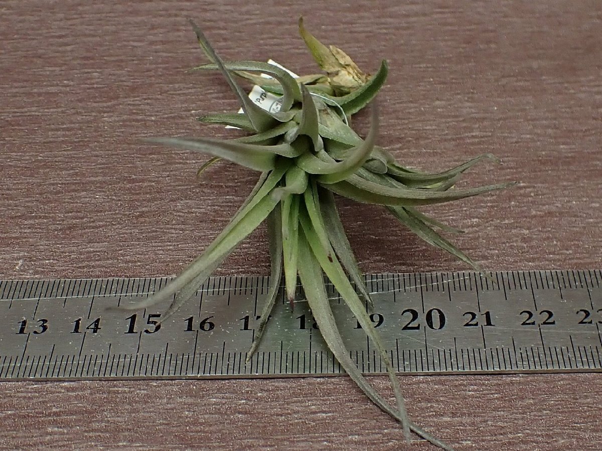 Tillandsia aeranthos 'Purple Hybrid' チランジア・アエラントス パープルハイブリッド●エアプランツTI★第四種送料別途★税別1円～!!_画像3