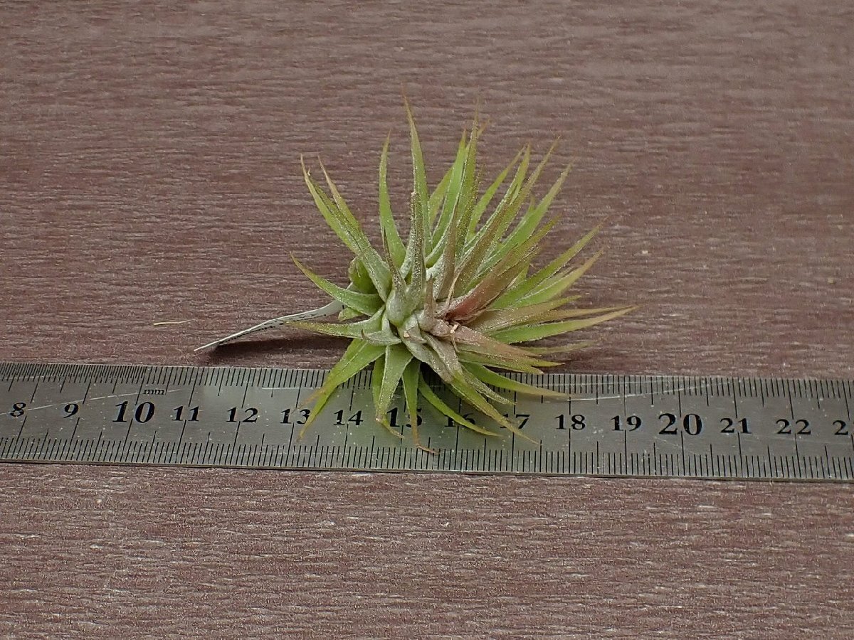 Tillandsia ionantha 'Huamelula' チランジア・イオナンタ ウアメルラ●エアプランツDP★第四種送料別途★税別1円～!!_画像3