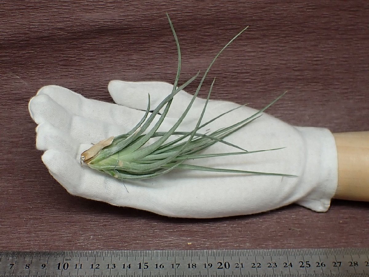 Tillandsia 'Chantilly' チランジア シャンティリイ●エアプランツTI★第四種送料別途★税別1円～!!_画像1