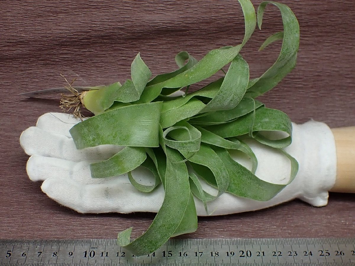 Tillandsia \'Samantha\'chi Ran jiasa man sa* air plant EP* no. four kind postage extra .* tax not included 1 jpy ~!!