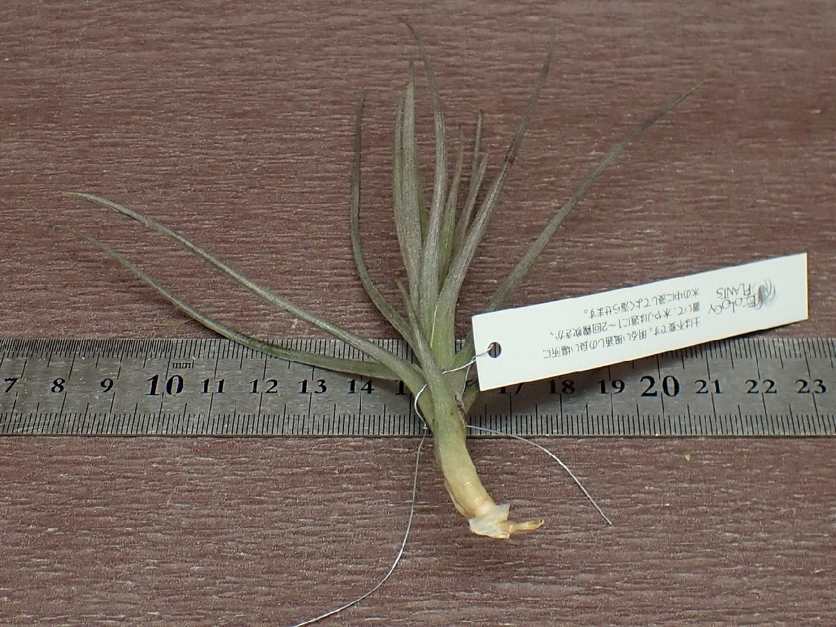 Tillandsia dorotheaechi Ran jia*doroteae* air plant EP* no. four kind postage extra .* tax not included 1 jpy ~!!