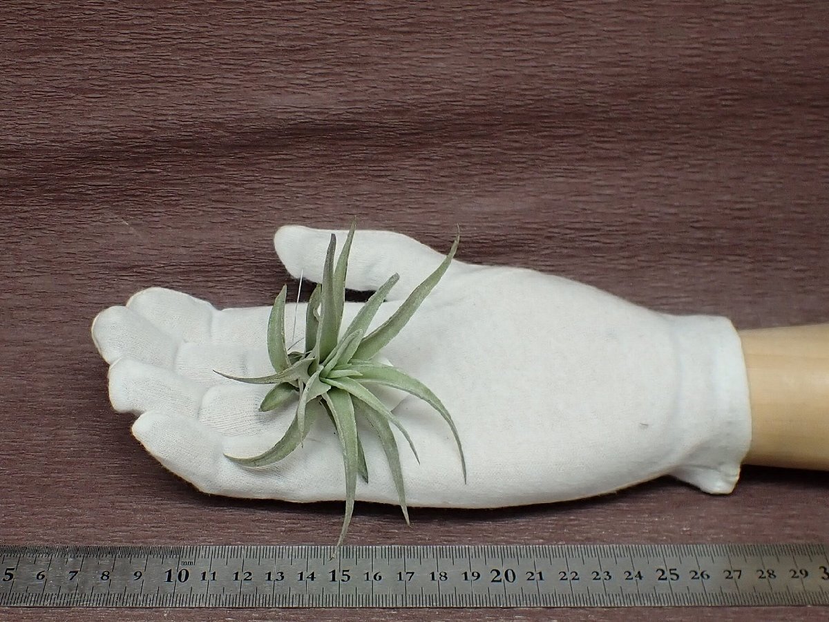 Tillandsia harrisii チランジア・ハリシー●エアプランツCO★第四種送料別途★税別1円～!!_画像1