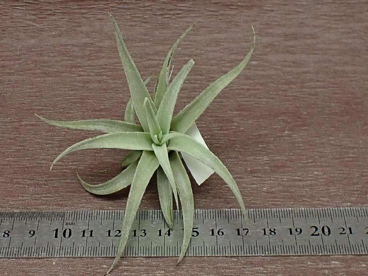 Tillandsia harrisii チランジア・ハリシー●エアプランツCO★第四種送料別途★税別1円～!!_画像3